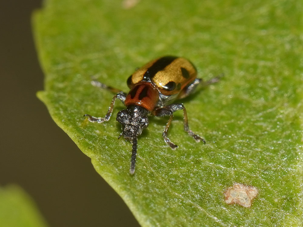 Crioceris paracenthesis?